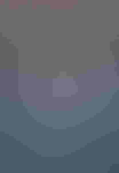 Sandwich tern, by Amy Marques