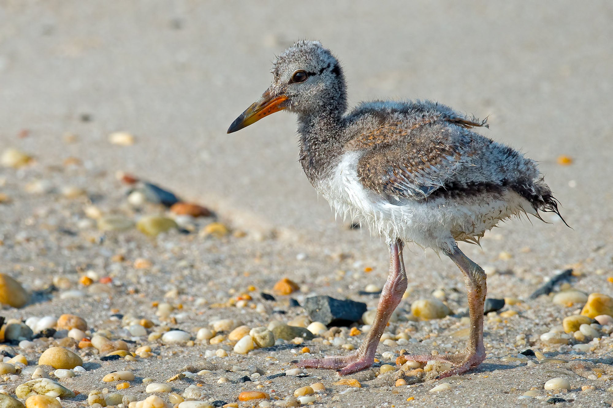 American Oystecatcher 