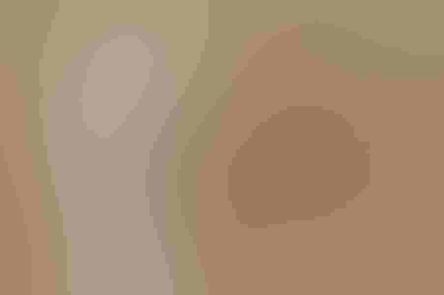 Great egret, by Salah Baazizi