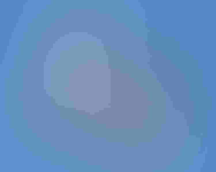 Elegant tern, by Salah Baazizi