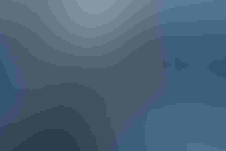 Elegant tern and double-crested cormorant, by Salah Baazizi