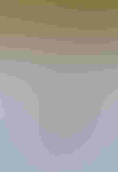 Marbled godwit, by Gail Bisson