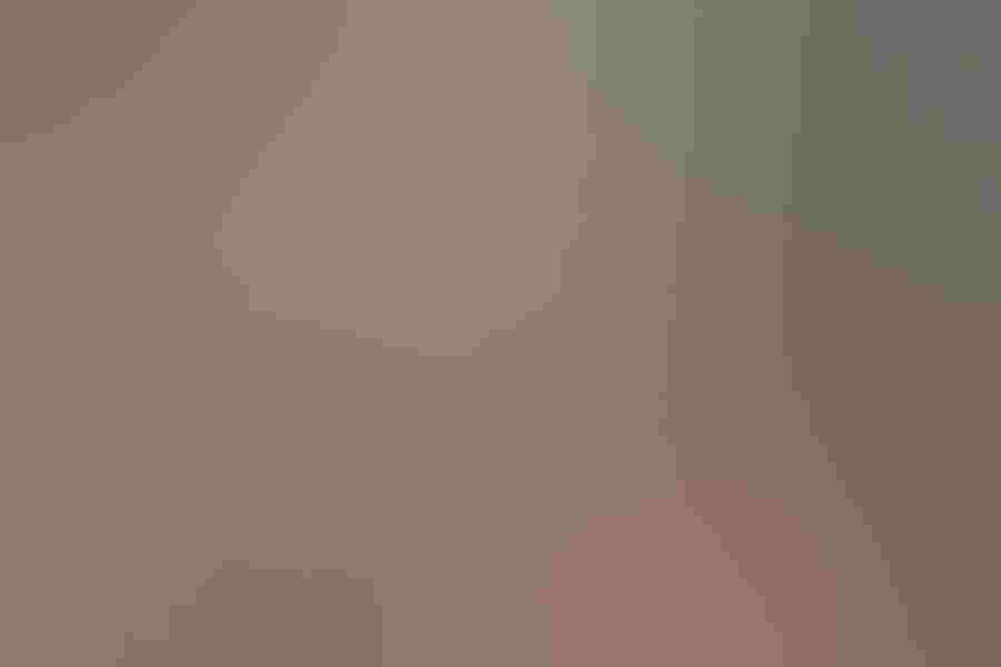 Bohemian waxwing, by Gail Bisson