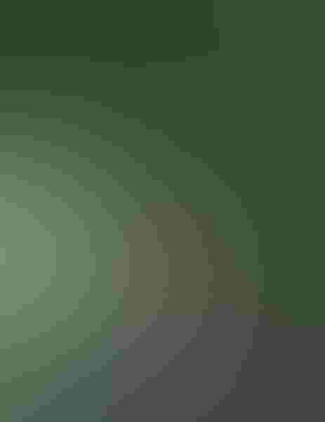 Wood duck, by Constance Parry