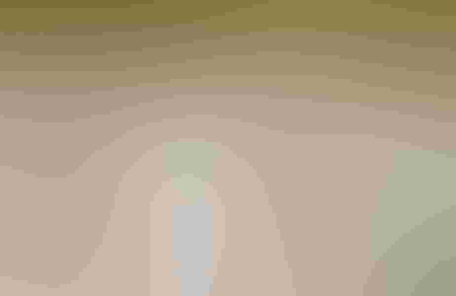 Western grebe, by Eleanor Briccetti