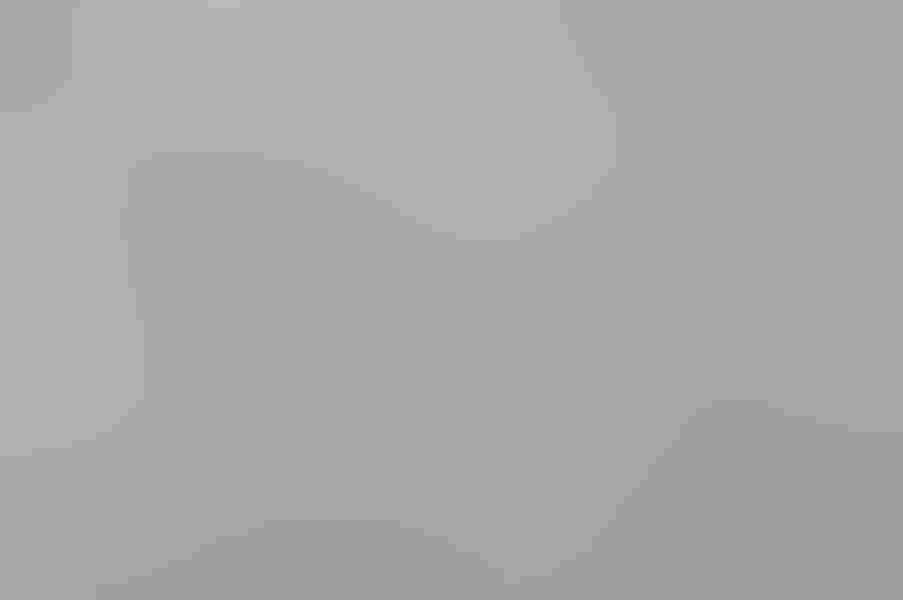 Snow goose, by Paul Raymaker