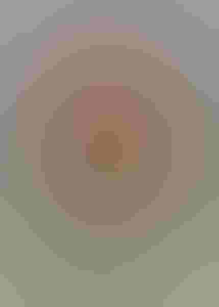 Allen’s hummingbird, by Alexander Viduetsky