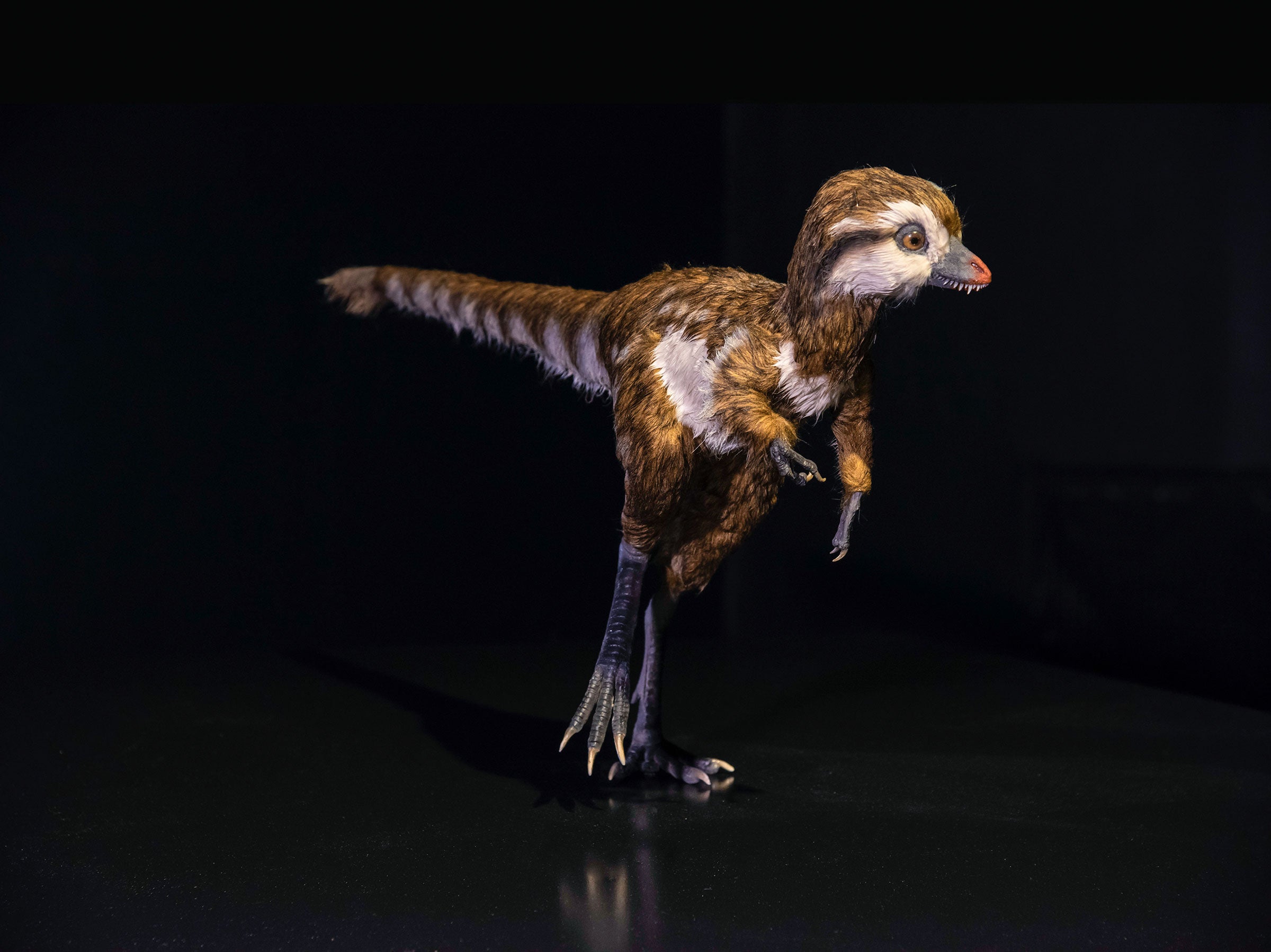 T. rex hatchling. AMNH/D. Finnin