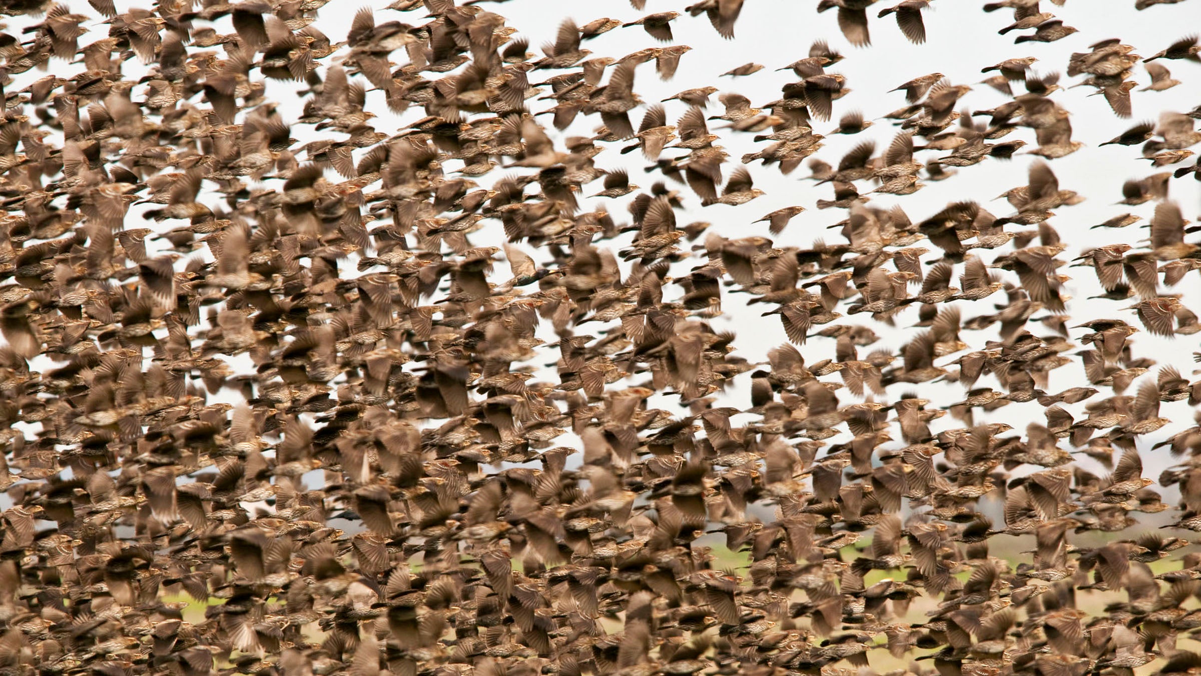Redwinged_Blackbirds_Dennis_Demcheck_Great_Backyard_Birdcount_participant
