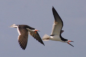 Black Skimmers interact in midair