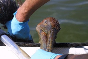Brown Pelican is rescued