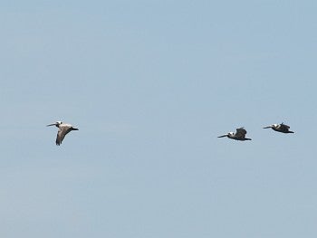Brown Pelicans, David J. Ringer