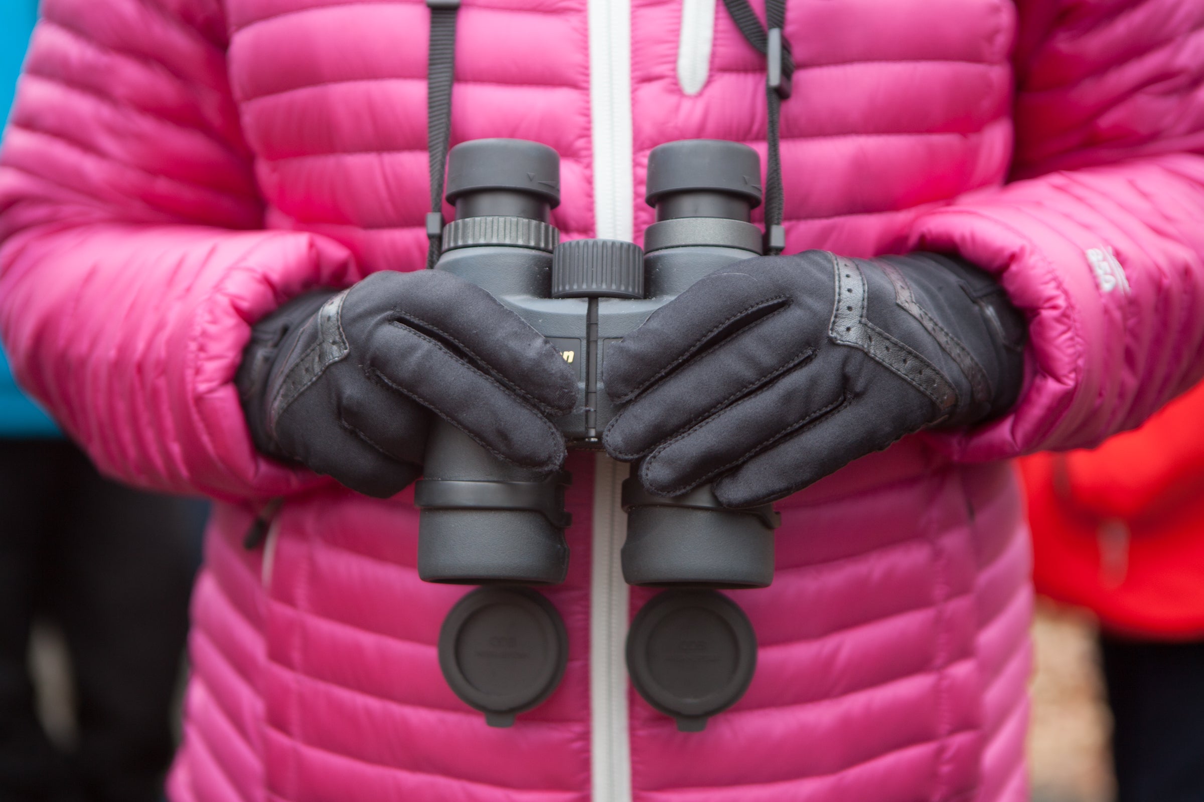 Christmas_Bird_Count_Camilla_Cerea_National_Audubon_Society