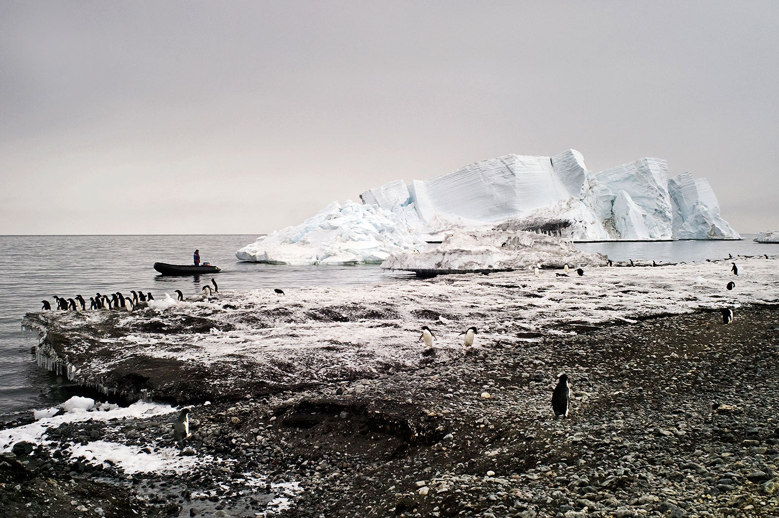 Ni tan feliz: Navidad en la región de Cape Bird, en el Mar de Ross, en 2006. Un aumento de dos grados Celsius en la temperatura global podría reducir las poblaciones de pingüinos adelaida hasta en 70 por ciento. Foto: Camille Seaman
