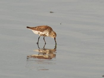 Dunlin, David J. Ringer