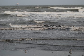 Dunlin on beach, David J. Ringer