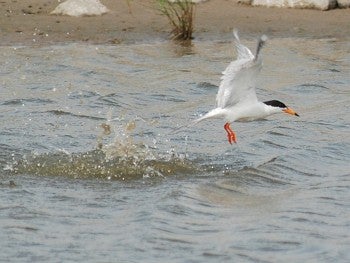 Forster's Tern, David J. Ringer