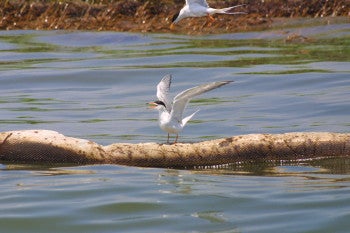 Forster's Terns with oiled boom and vegetation