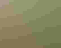 Lesley Val Adams/Great Backyard Bird Count Participant.