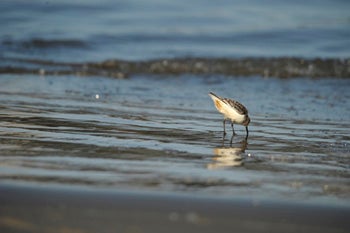 Oil-stained Sanderling