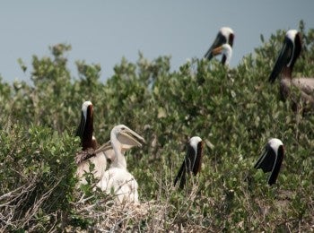 Brown Pelican chicks by Kim Hubbard