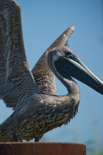 Oiled Brown Pelican by Kim Hubbard