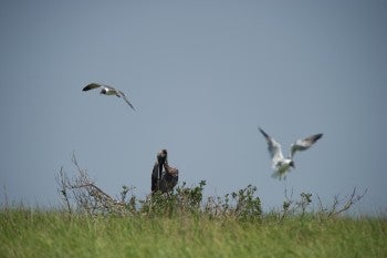 Oiled Brown Pelican preening by Kim Hubbard