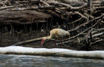 Oiled White Ibis by Kim Hubbard