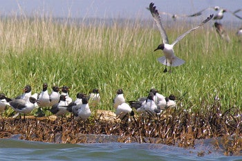 Laughing Gulls in oiled grass