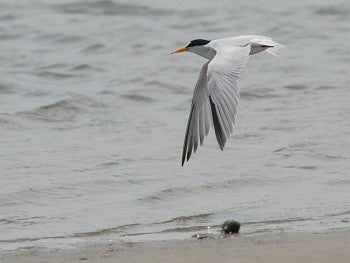 Least Tern by David J. Ringer