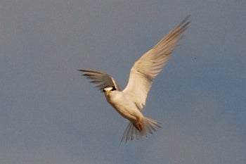 Least Tern, Sternula antillarum, by David J. Ringer
