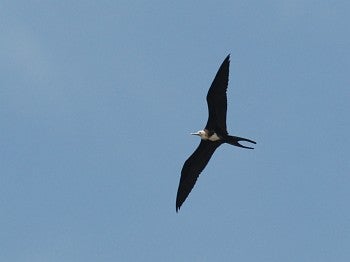Magnificent Frigatebird, David J. Ringer