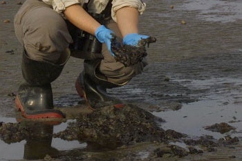 oiled sand, David J. Ringer