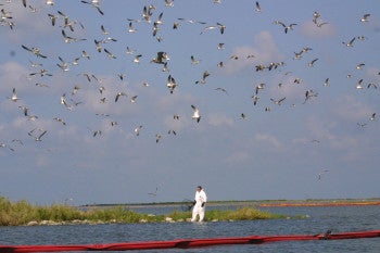 Michael Seymour rescues a pelican