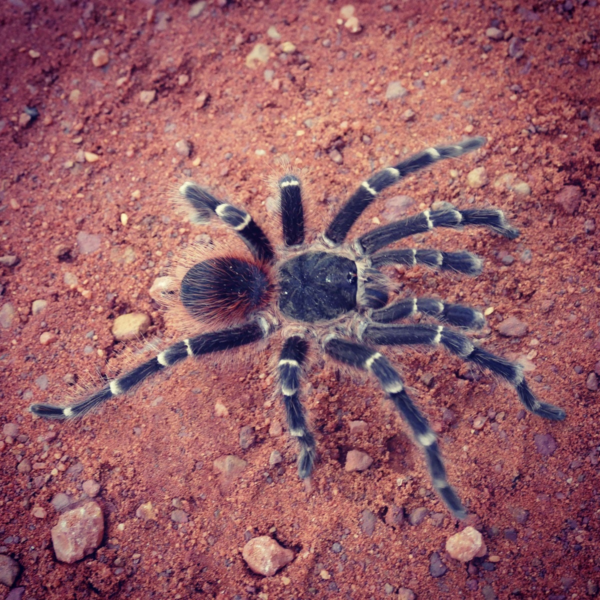 Some kind of tarantula (venomous potential unknown). Noah Strycker