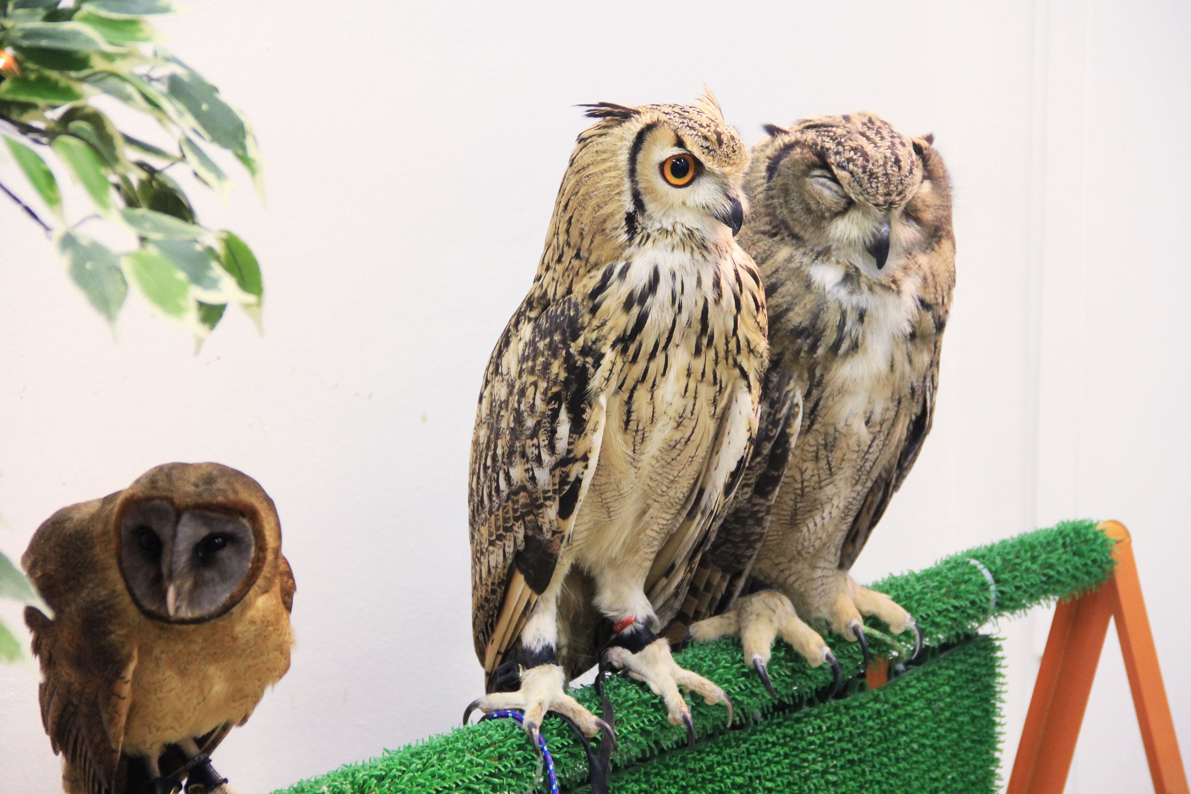 Three birds held captive in a Japanese owl café. Masaki Takashi/Flickr Creative Commons