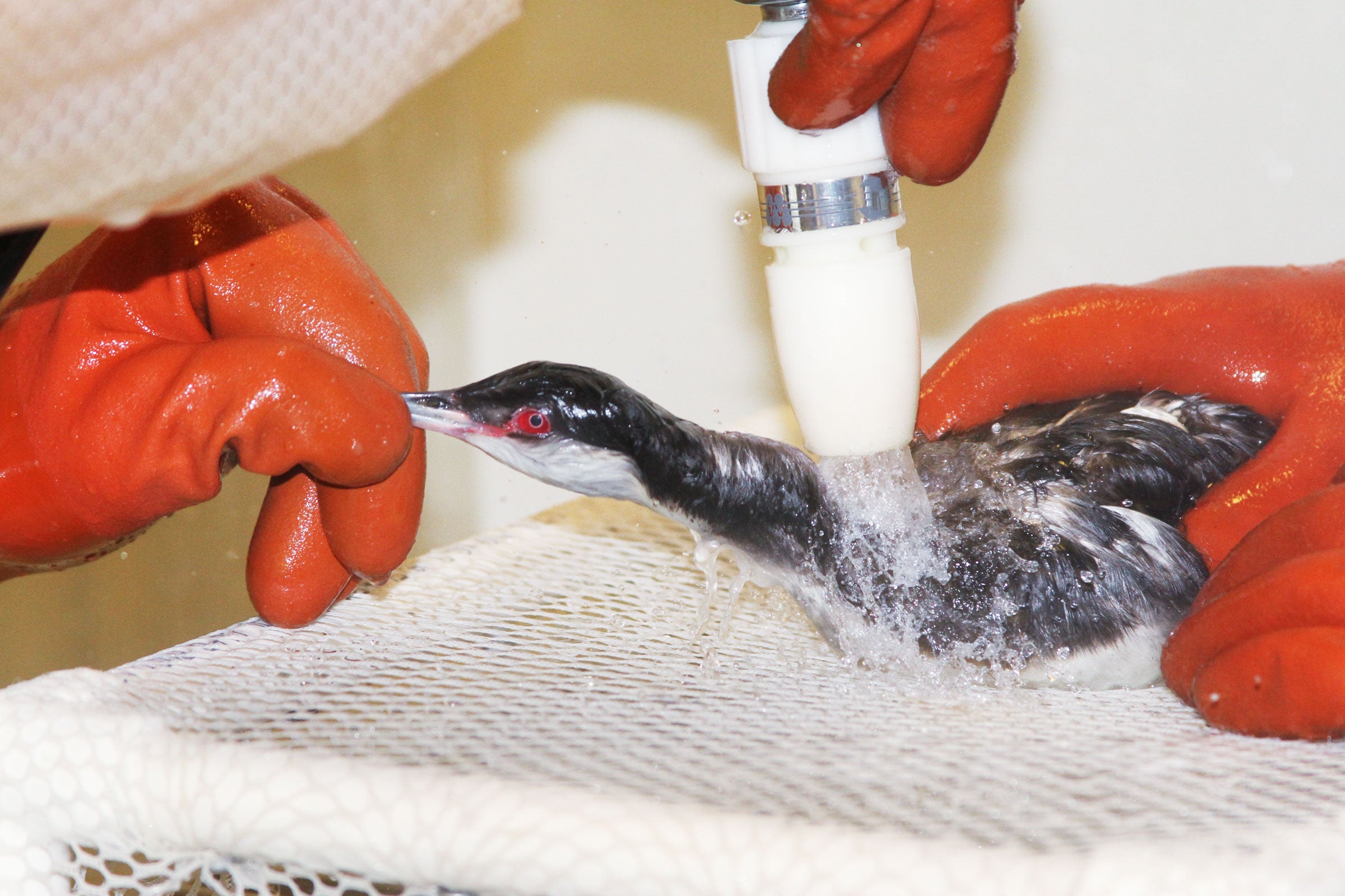 Horned Grebe. Horned Grebe Cheryl Reynolds/International Bird Rescue