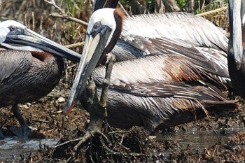 Oiled Brown Pelican by David J. Ringer