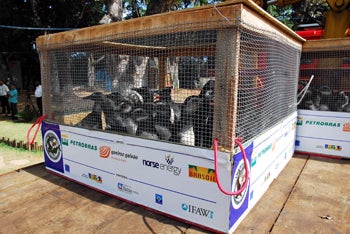 Penguins in Crate