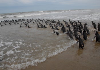 Penguins going into water