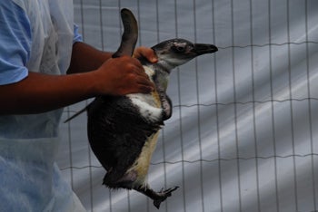 Penguin rehabilitation