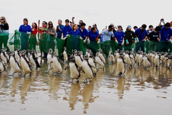 Penguin release