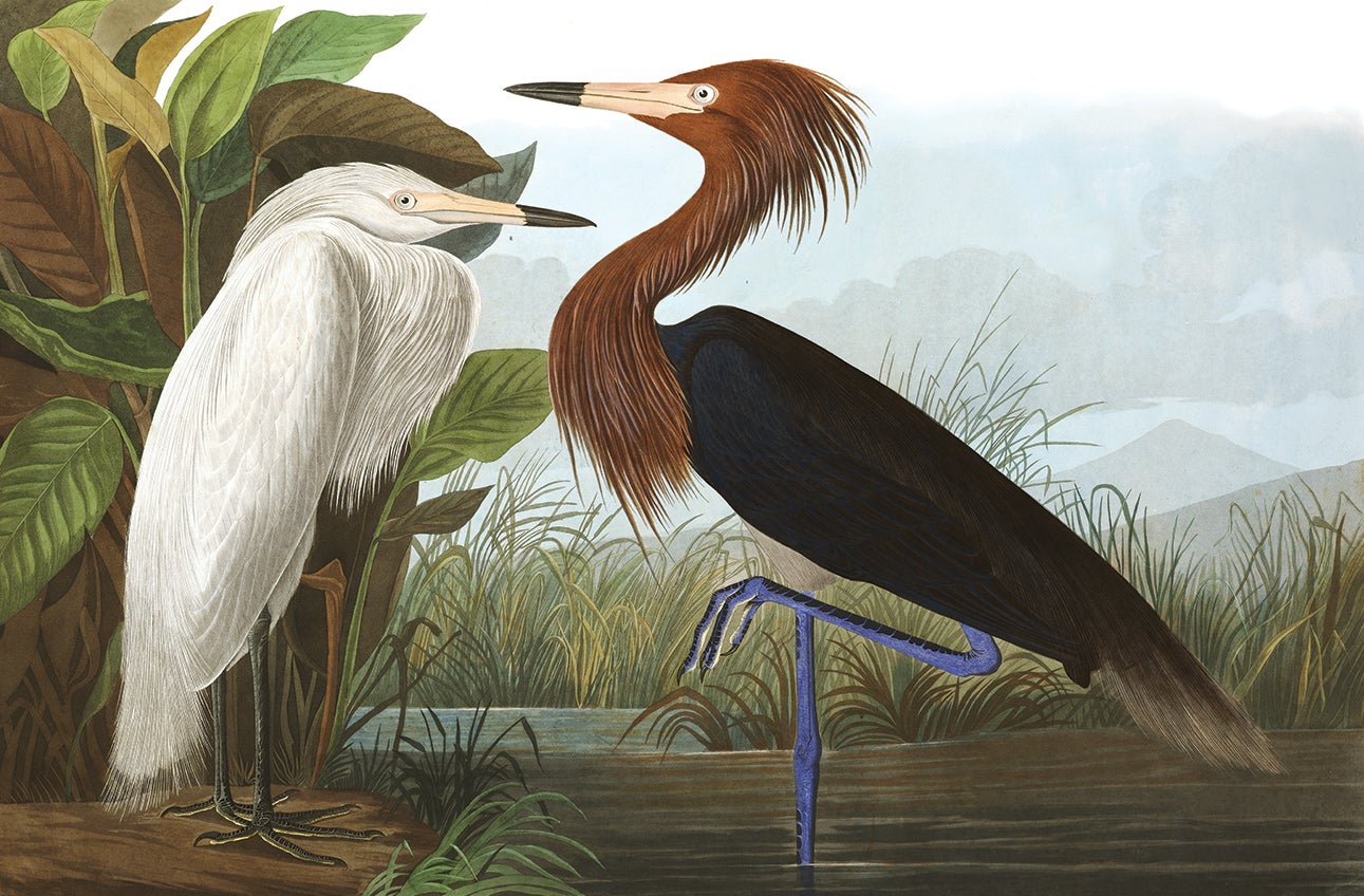 John James Audubon's Purple Heron is our Reddish Egret. John James Audubon