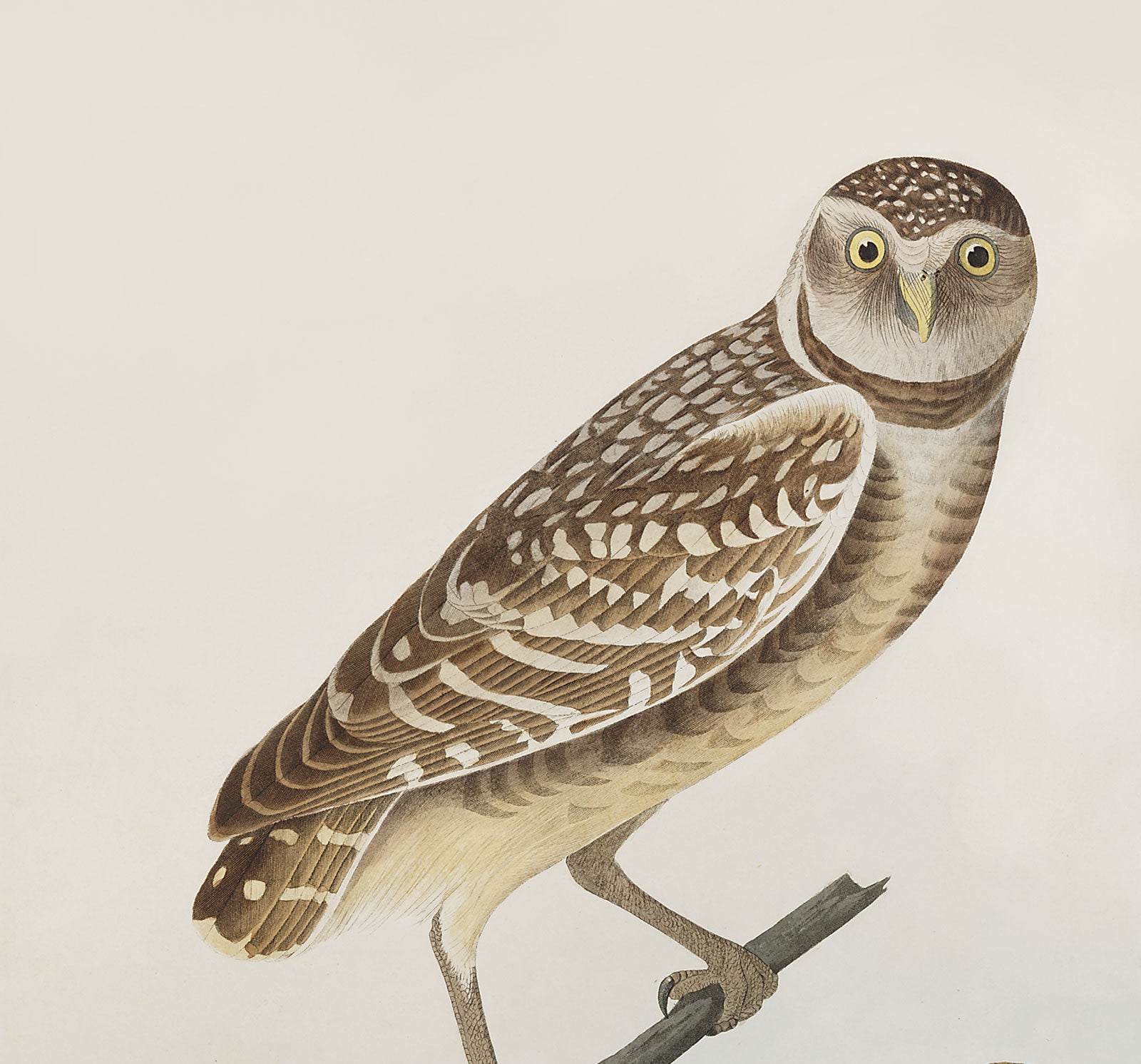The Burrowing Owl, as originally captured by John James Audubon.