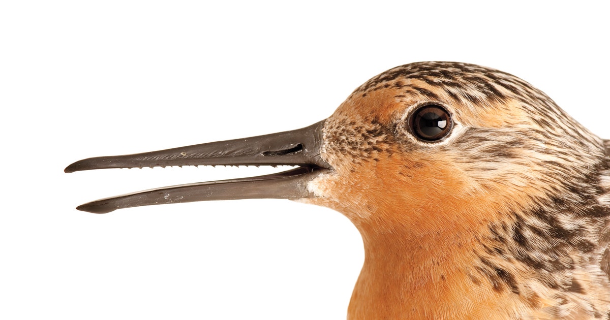 Ufa Rufa Rescuing the Rufa | Audubon