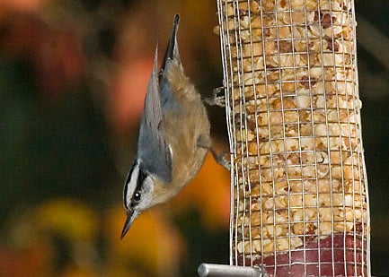 Red-breasted Nuthatch, pausing in mid-invasion on a backyard bird feeder.  Photo by Kenn and Kim Kaufman.