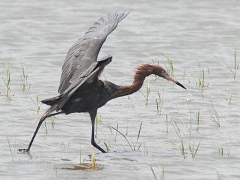 Reddish Egret, David J. Ringer
