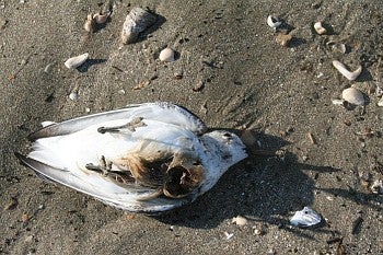 Dead Sanderling by Timmy Vincent