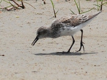 Semipalmated Sandpiper, David J. Ringer