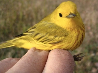 Photo courtesy of the TRCA